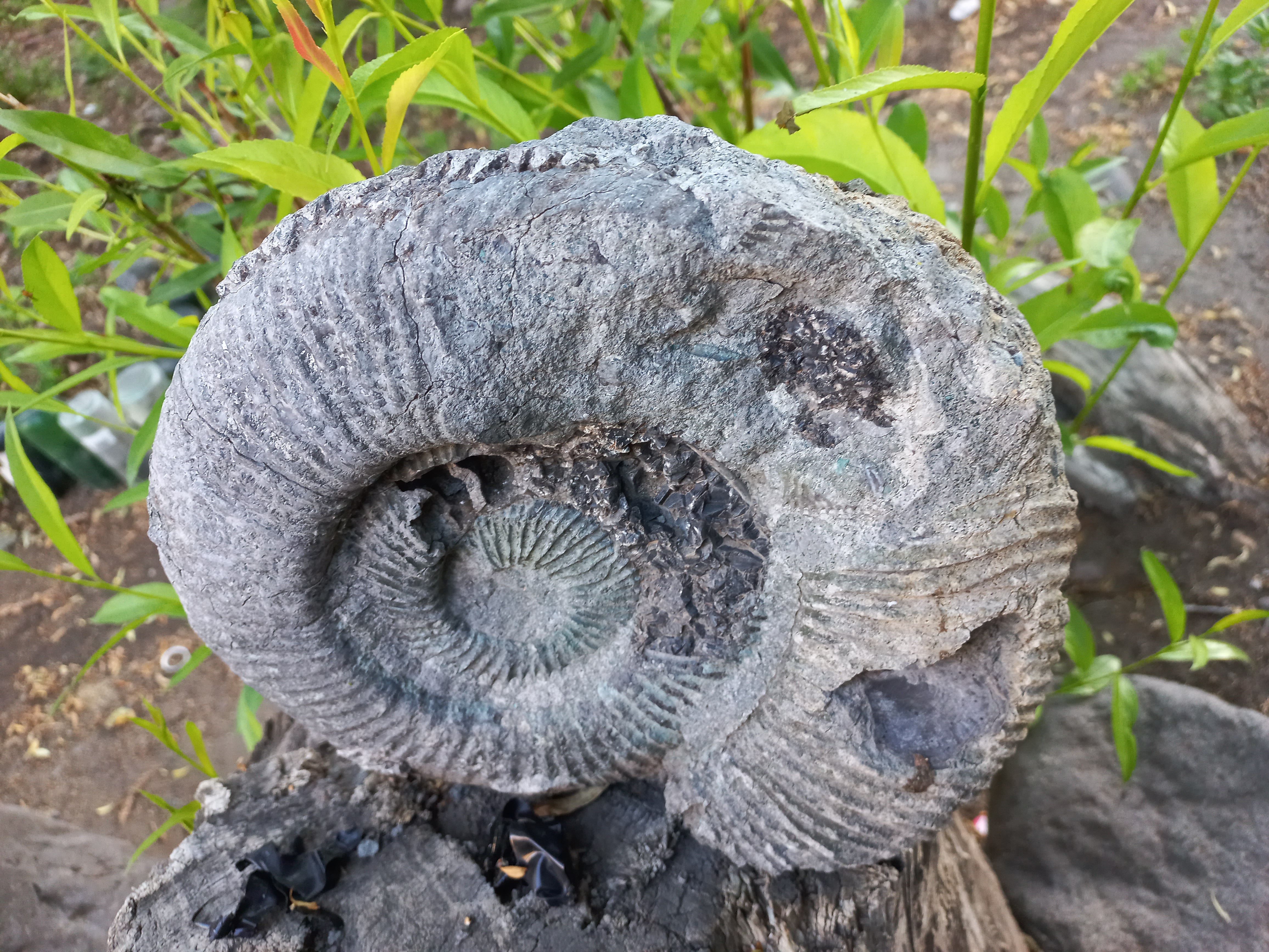 Fósiles de San Rafael