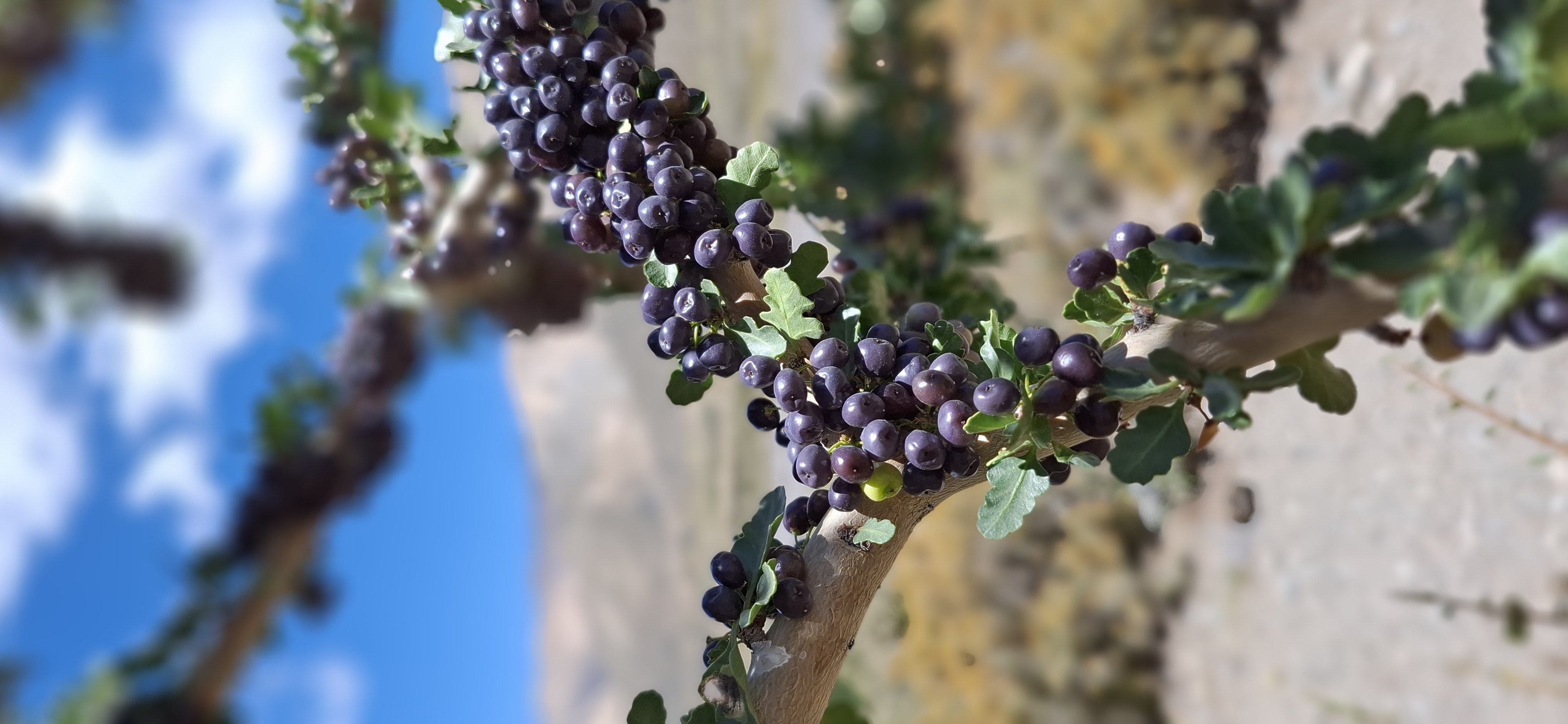 Viñedos de San Rafael